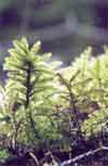 Climacium dendroides    , tree climacium moss