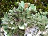 Cladonia pocillum    , cup lichen
