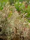 Cladina rangiferina    , greygreen reindeer lichen