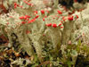 Cladonia coccifera    , cup lichen