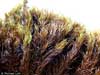 Dicranum acutifolium    , acuteleaf dicranum moss