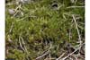 Dicranum undulatum    , undulate dicranum moss
