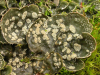 Peltigera spuria sorediata    , felt lichen