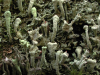 Cladonia digitata    , finger cup lichen