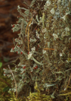 Cladonia digitata    , finger cup lichen
