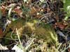 Dicranum muehlenbeckii    , Muehlenbeck's dicranum moss