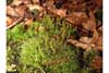 Dicranum scoparium    , dicranum moss