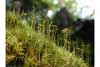 Dicranum scoparium    , dicranum moss