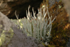 Cladonia ecmocyna    , cup lichen