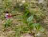 Epilobium anagallidifolium    , pimpernel willowherb