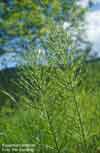 Equisetum arvense    , field horsetail