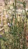 Equisetum variegatum    , variegated scouringrush