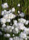 Eriophorum scheuchzeri    , white cottongrass