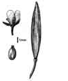 Eutrema edwardsii    , Edwards' mock wallflower