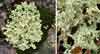 Cetraria nivalis    , lichen