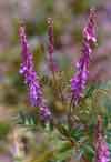Hedysarum americanum    , alpine sweetvetch