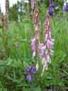 Hedysarum americanum    , alpine sweetvetch