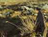 Hierochloe alpina    , alpine sweetgrass