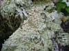 Icmadophila ericetorum    , peppermint drop lichen