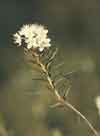 Ledum palustre subsp. decumbens, marsh Labrador tea