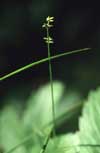 Carex loliacea    , ryegrass sedge