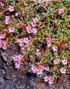 Loiseleuria procumbens    , alpine azalea