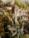 Cladonia macrophylla    , largeleaf cup lichen