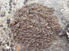 Alectoria minuscula    , blackcurly lichen