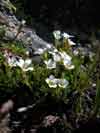 Minuartia obtusiloba    , twinflower sandwort