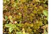 Mnium spinosum    , spiny calcareous moss