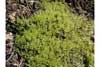 Mnium    , mnium calcareous moss