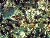 Nephroma arcticum    , arctic kidney lichen