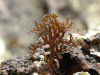 Cetraria nigricans    , cetraria lichen