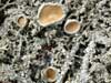 Ochrolechia frigida    , cold crabseye lichen