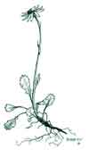 Packera heterophylla    , dwarf arctic ragwort