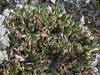Peltigera apthosa    , felt lichen