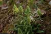 Pedicularis sp.  , lousewort