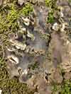 Peltigera    , felt lichen