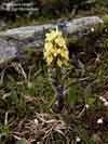Pedicularis oederi    , Oeder's lousewort