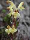 Pedicularis oederi    , Oeder's lousewort