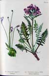 Pedicularis lanata    , woolly lousewort