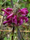 Pedicularis lanata    , woolly lousewort