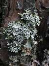 Hypogymnia physodes    , tube lichen