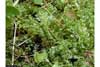 Plagiomnium ellipticum    , elliptic plagiomnium moss