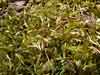 Pleurozium schreberi    , Schreber's big red stem moss