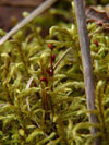 Pleurozium schreberi    , Schreber's big red stem moss