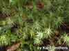 Polytrichastrum alpinum    , alpine polytrichastrum moss