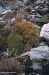 Polytrichastrum alpinum    , alpine polytrichastrum moss