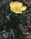 Potentilla biflora    , twoflower cinquefoil