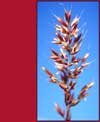Calamagrostis purpurascens ssp. purpurascens, purple reedgrass
